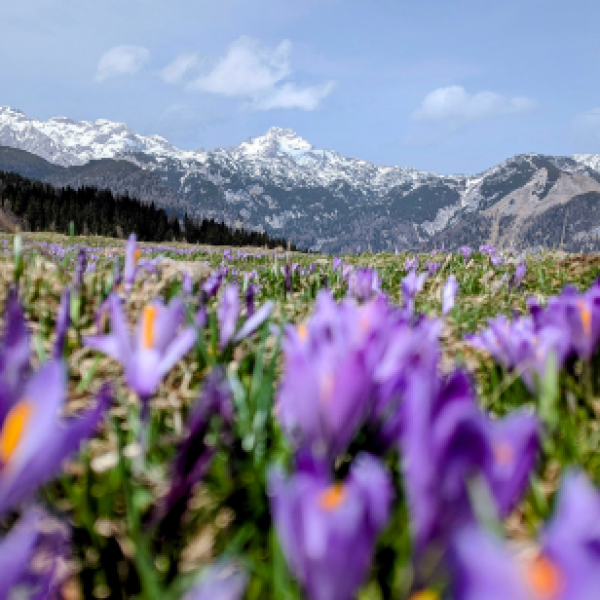 Why Kashmiri Saffron is the Finest in the World