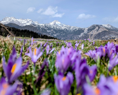 Why Kashmiri Saffron is the Finest in the World